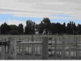 /album/fotogaleria-campos-viedma/dibujo2-jpg/