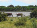 /album/fotogaleria-campos-viedma/dibujo5-jpg/