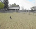 /album/fotogaleria-campo-18-000has/dibujo1-jpg1/